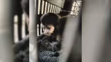Macaco-prego é resgatado em pedágio da Raposo Tavares após ser escondido no assoalho de carro em Palmital