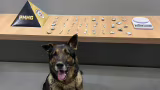 Cão farejador localiza drogas durante Operação Cerco Fechado em Manhuaçu