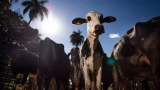 União Europeia confirma retirada do Brasil da lista para exportar produtos animais ao bloco