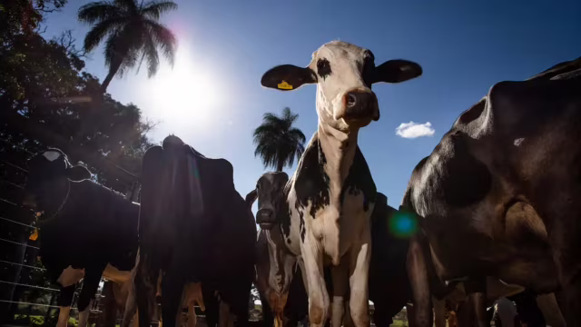 União Europeia confirma retirada do Brasil da lista para exportar produtos animais ao bloco