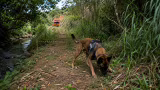 Buscas com cão farejador por bebê desaparecido terminam sem resultados em Ipatinga
