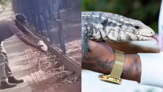 Trabalhador terceirizado perde parte de dedo após mordida de teiú em horto de Rondonópolis