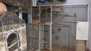 Homem é autuado em R$ 272 mil por maus-tratos e manutenção irregular de 78 animais em Brotas (SP)