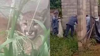 Onça-parda é capturada em terreno baldio de Campinas com apoio veterinário e será devolvida à natureza