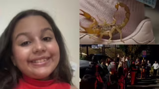 Menina de 11 anos é internada em estado grave após picada de escorpião no DF
