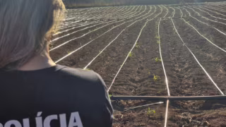 Polícia Civil localiza 4º ponto de plantio ilegal de cannabis na zona rural de Unaí