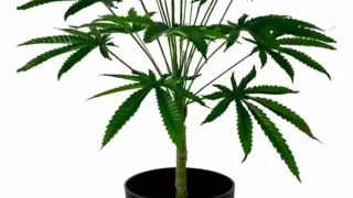 Estudo aponta redução da agitação com CBD e THC em idosos com demência avançada
