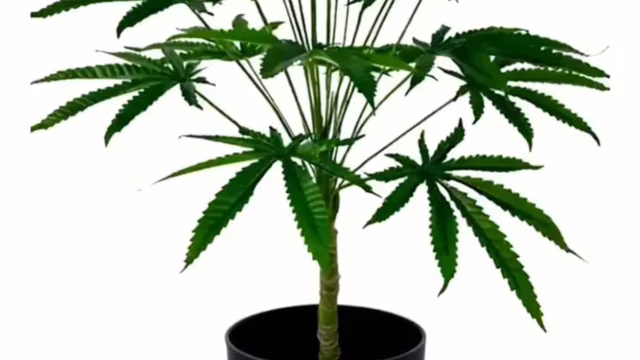 Estudo aponta redução da agitação com CBD e THC em idosos com demência avançada