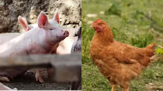 Custo de produção do frango sobe 0,55% no Paraná, enquanto suíno recua em SC