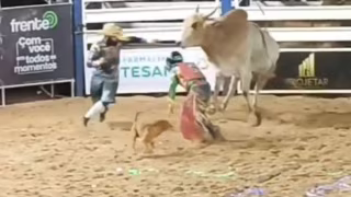 Cachorro caramelo invade arena da Festa do Peão de Rialma, em Goiás