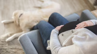 Cães e gatos percebem a gravidez? Mudanças na rotina podem alterar comportamento dos pets