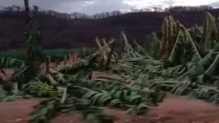 Temporal com vento e granizo danifica plantações de banana em Baixo Guandu, ES