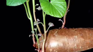 Batatas verdes, germinadas ou apodrecidas não são recomendadas para consumo