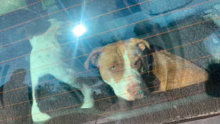 Tutor de pitbulls é autuado por homicídio culposo após ataque fatal em Arroio do Sal (RS)
