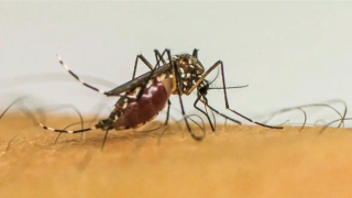 Recipientes móveis concentram 42,3% dos focos de mosquito em Ipatinga