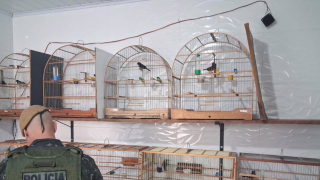 Criador é multado em R$ 2,5 mil após fiscalização encontrar irregularidades com aves em Santa Cruz da Conceição