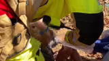 Idoso de 94 anos é resgatado desidratado após dois dias desaparecido em mata de Araçuaí