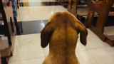 Cachorro caramelo entra em igreja, ‘assiste’ à missa e viraliza com mais de 1,2 milhão de visualizações