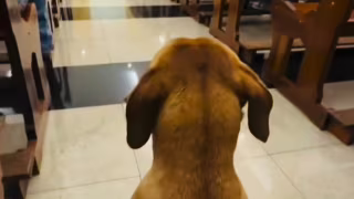 Cachorro caramelo entra em igreja, ‘assiste’ à missa e viraliza com mais de 1,2 milhão de visualizações