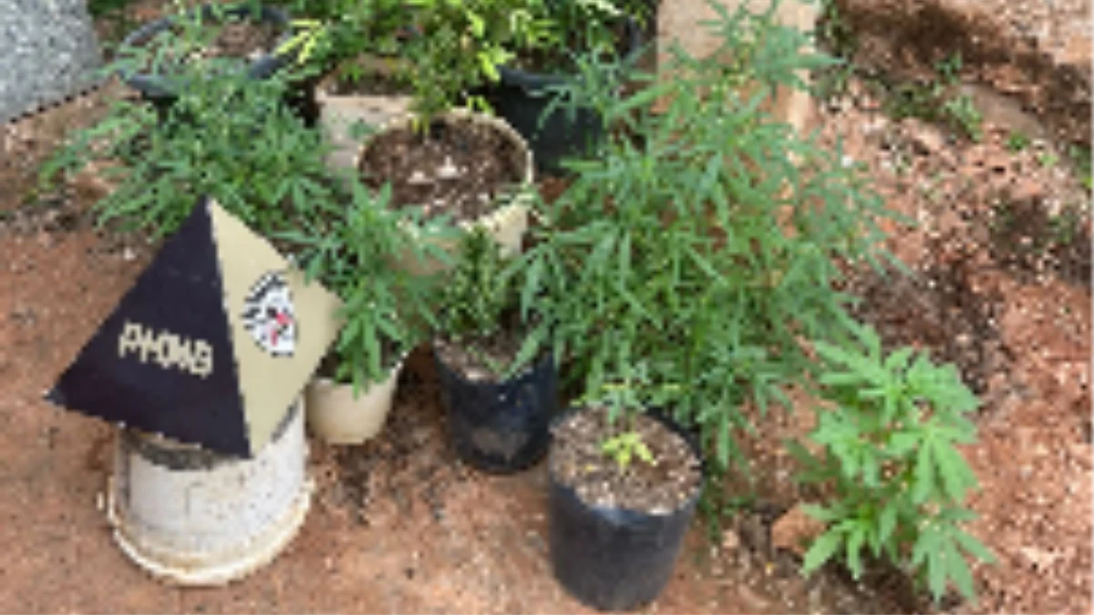 Polícia descobre ponto de tráfico e cultivo de drogas em Timóteo