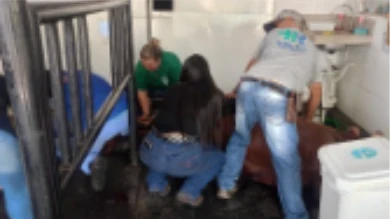 Nove cavalos morrem com suspeita de intoxicação por feno contaminado