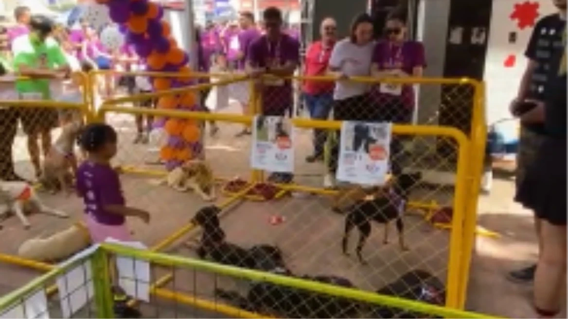 Evento em Timóteo oferece cães e gatos para adoção responsável neste sábado