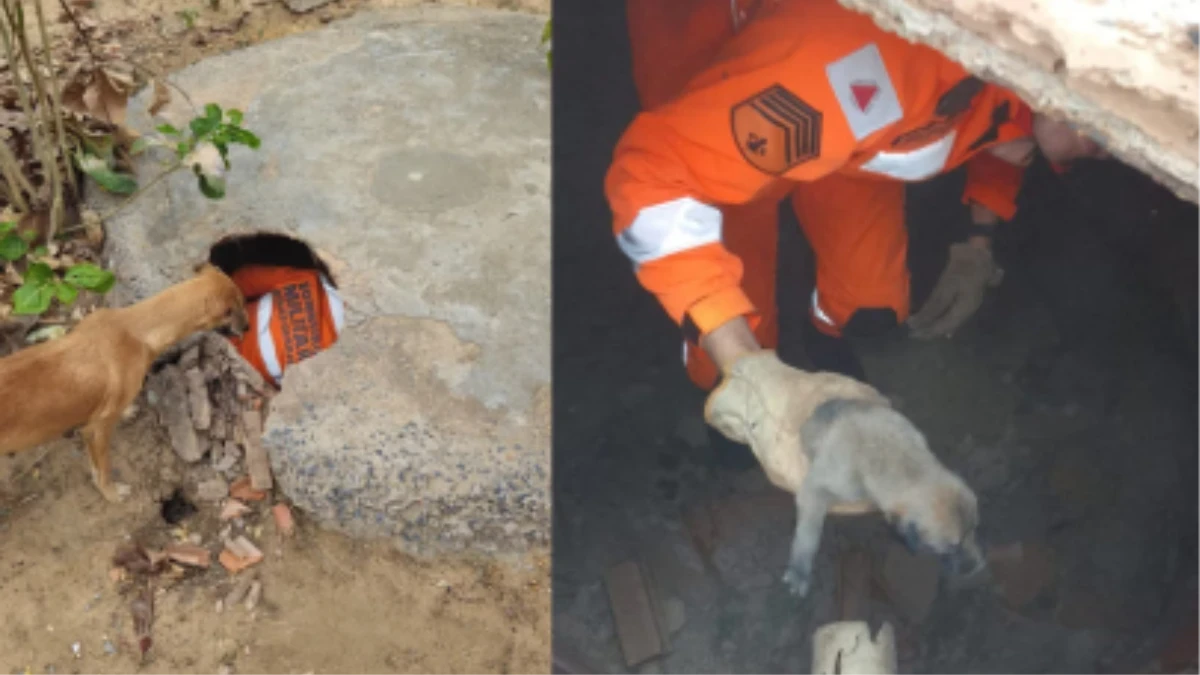 Bombeiros resgatam três filhotes de cachorro de fossa séptica em MG