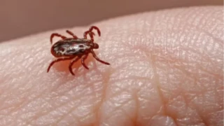 Parque de Lavras é interditado em Salto após mortes por febre maculosa