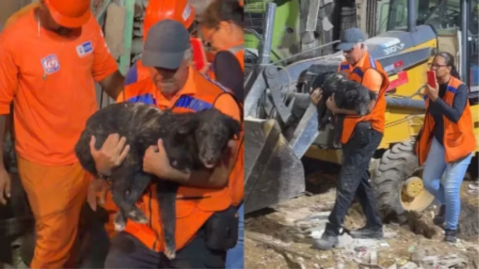 Cão é resgatado após 35 horas sob escombros em Olinda