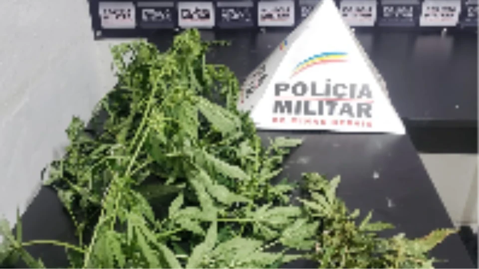 Polícia apreende pés de maconha em horta de residência em São José do Goiabal
