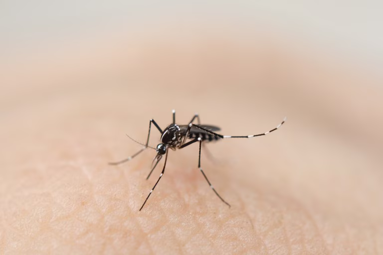 Cientistas criam microrganismo capaz de atrair e eliminar mosquitos que transmitem dengue, malária e zika