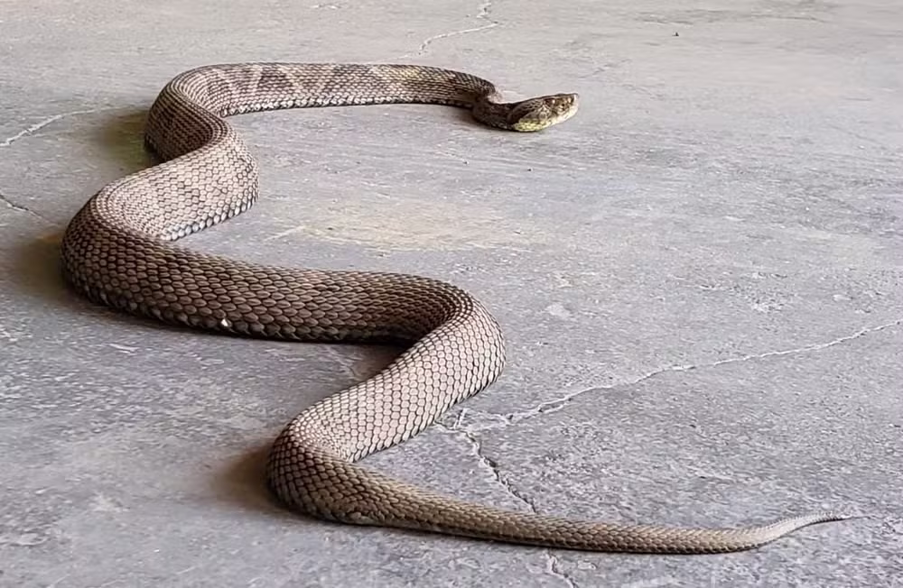 De acordo com o Instituto Butantan, a mordida de cobra causa dor intensa e, nos casos em que o réptil é venenoso, como a jararaca, os perigos se intensificam