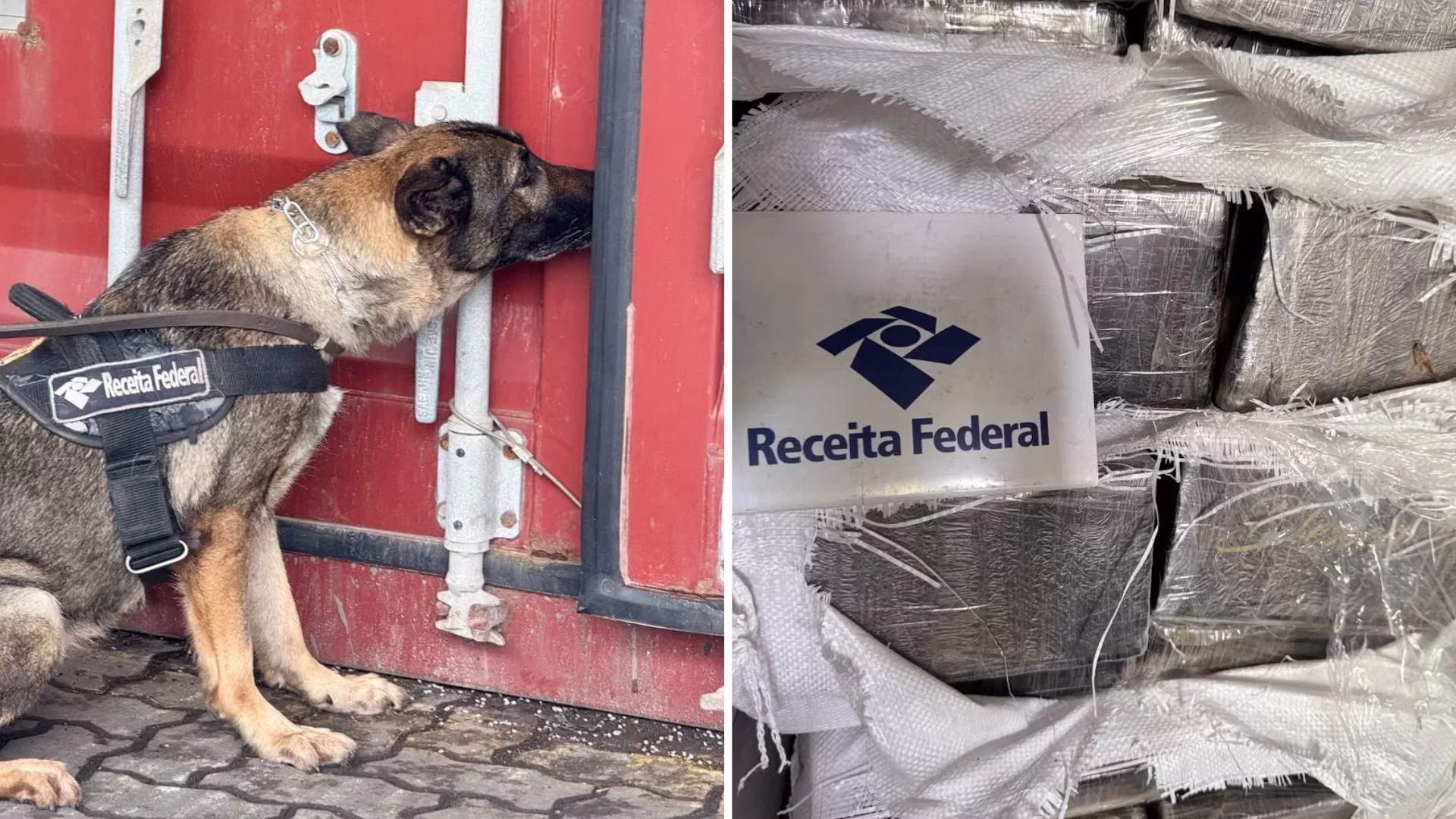 Cães de busca auxiliaram na ação.