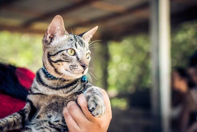 gato em atendimento veterinário