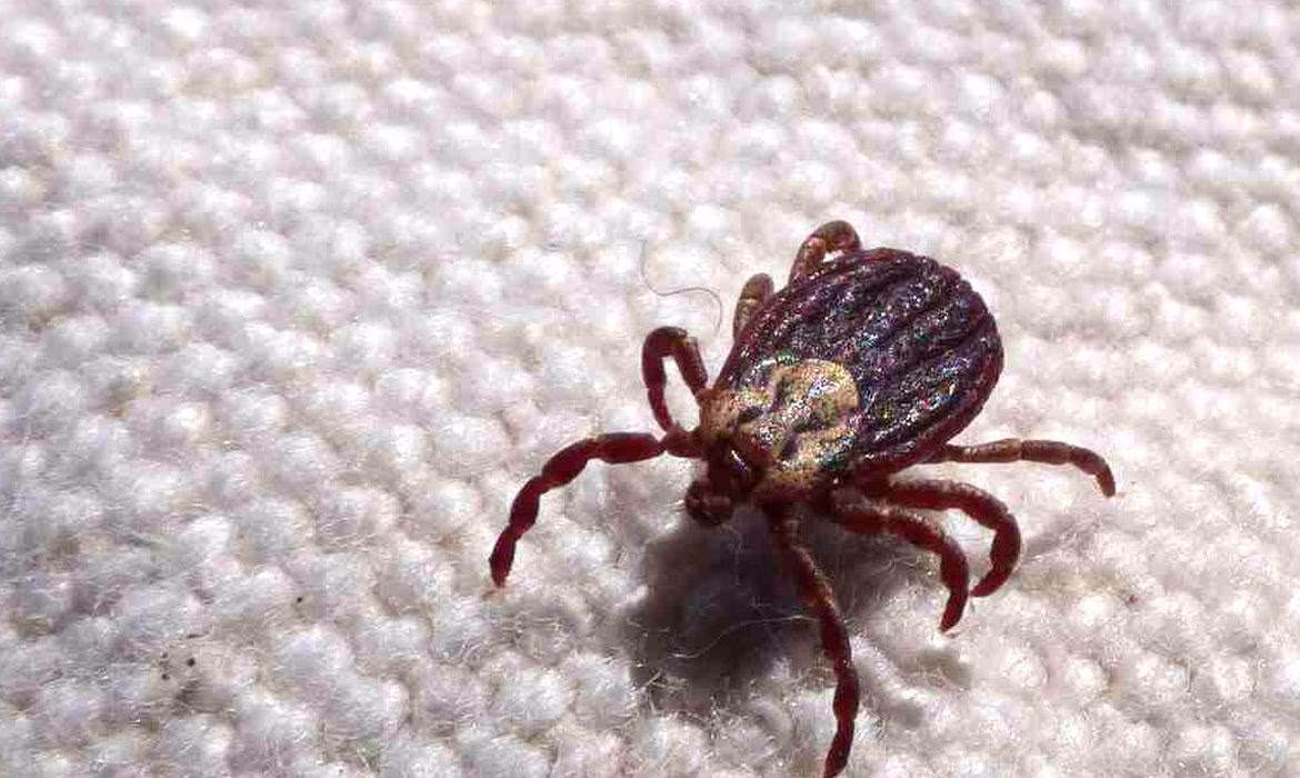 A enfermidade é provocada por uma bactéria do grupo Rickettsia, que é transmitida pela mordida do carrapato estrela