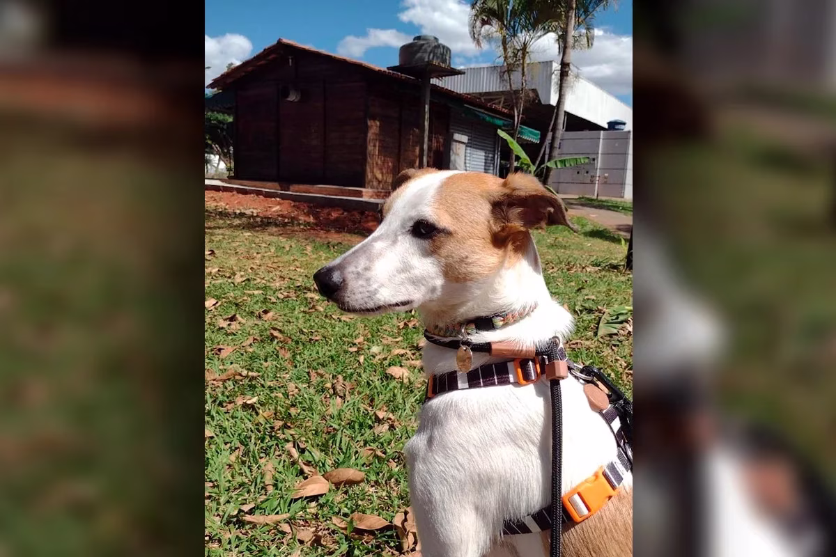 O cão Serã escapou apavorado depois de ser atacado por mais dois cães
