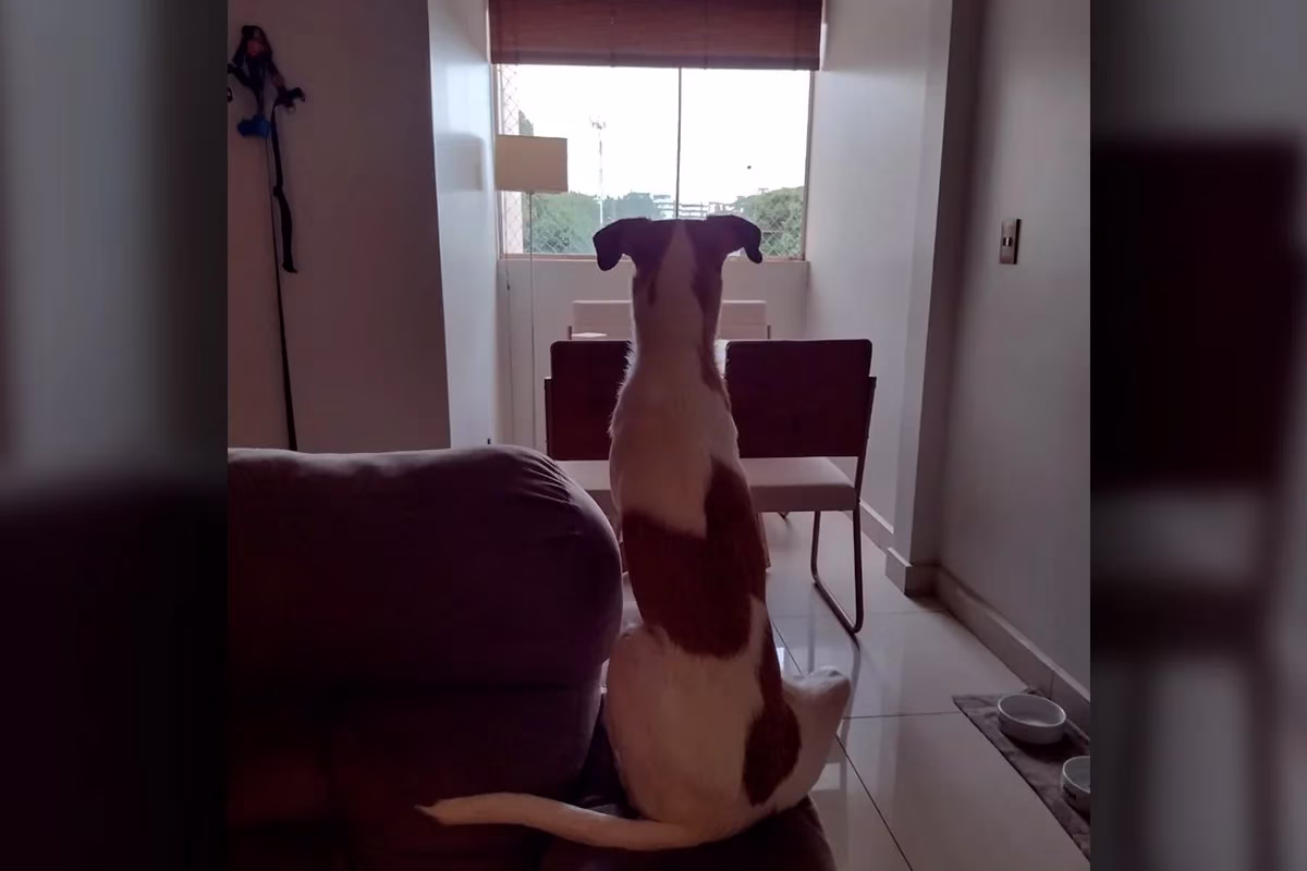 O responsável está desanimado