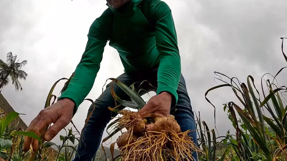 A meta é elevar a produtividade e a qualidade do alho do Espírito Santo