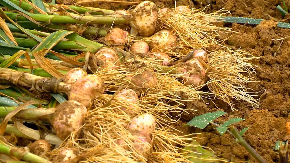 maior dimensão, dentes robustos e isento de enfermidades