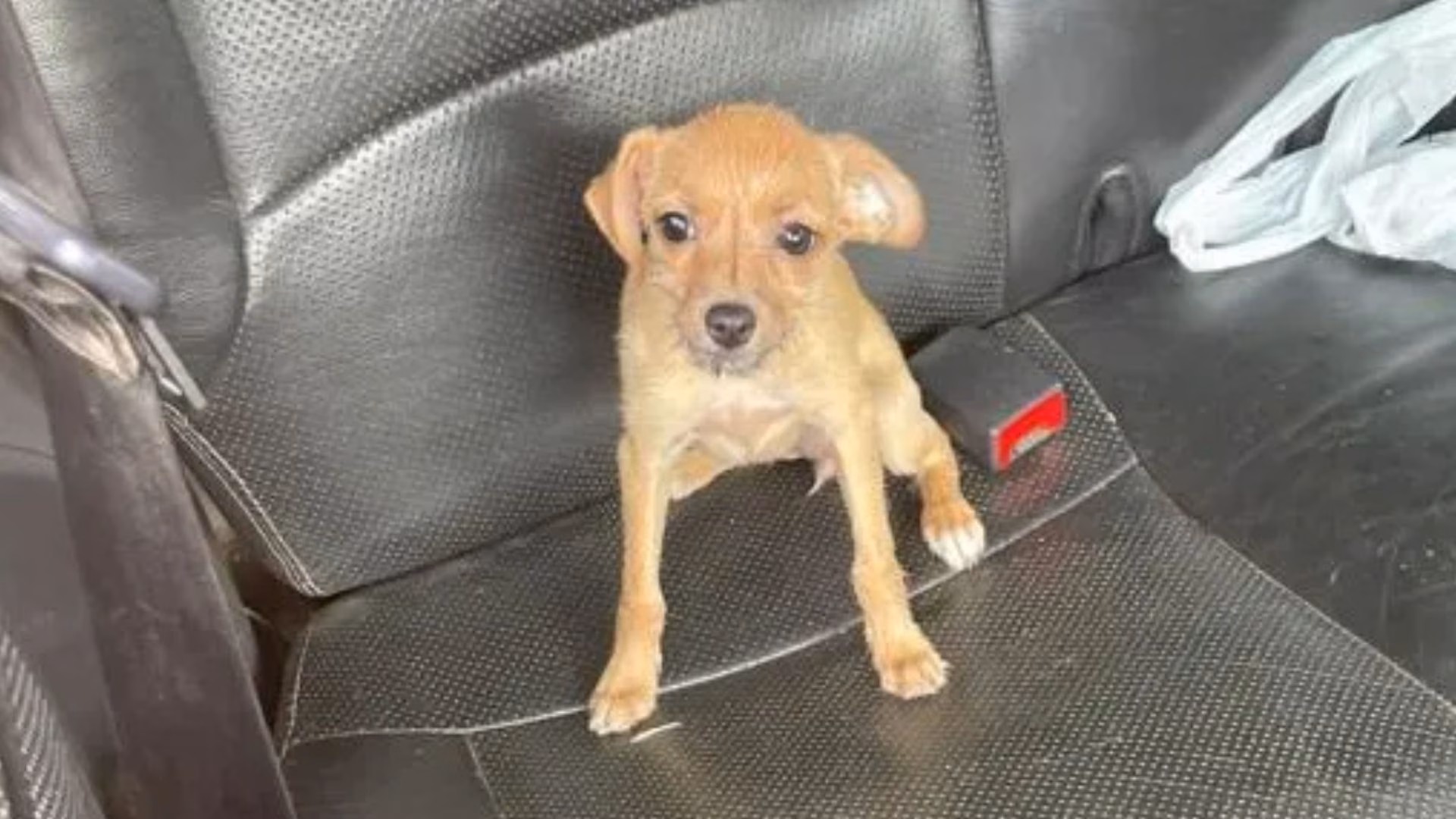 As adolescentes foram levadas pelos militares até o distrito de Cava Grande e ficaram sob responsabilidade da mãe. O cachorro também foi entregue à genitora das menores, que passou a responder pela guarda do animal como fiel depositária