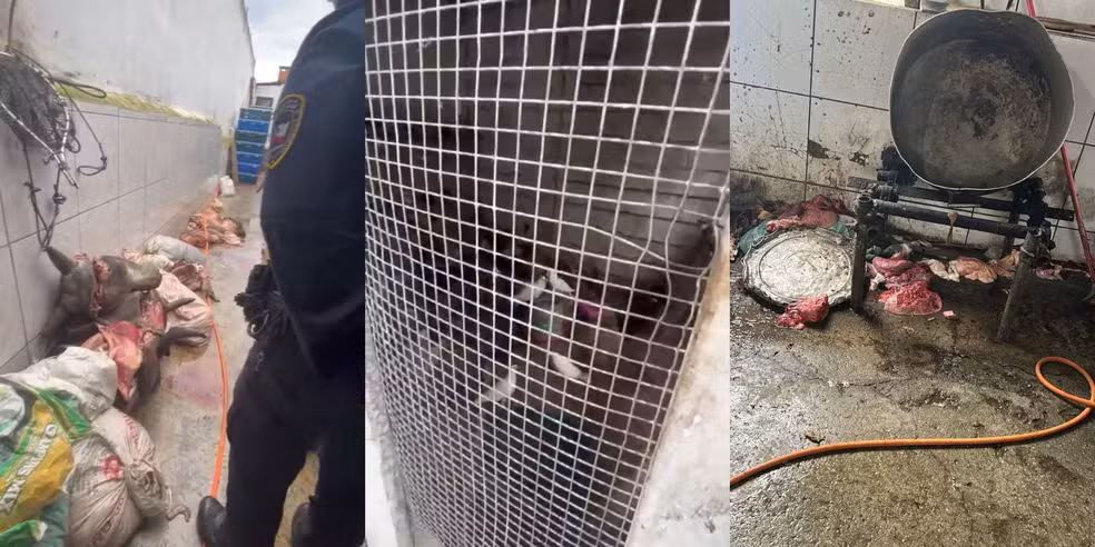Ao chegar ao endereço, os guardas se depararam com um local de abate clandestino