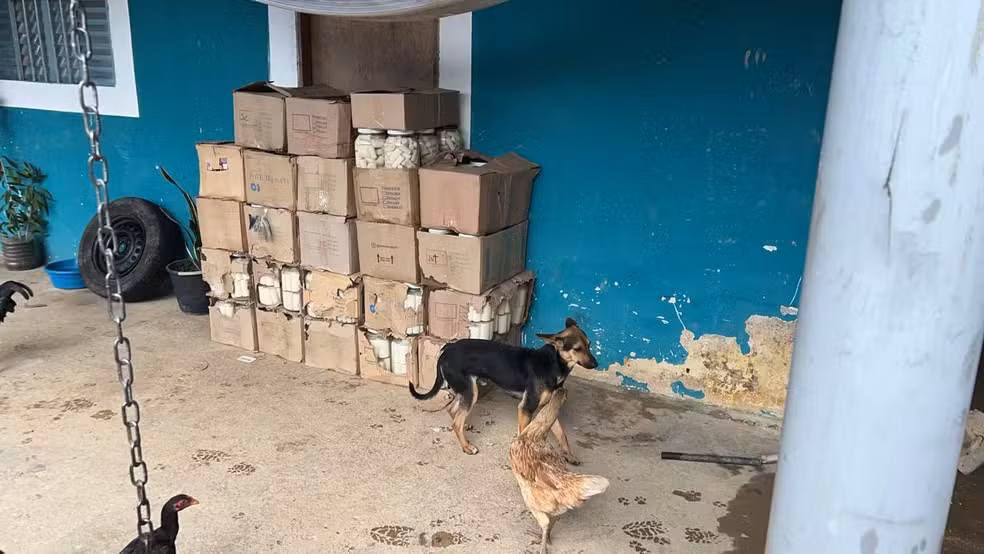 Animais em área onde palmito extraído ilegalmente era armazenado