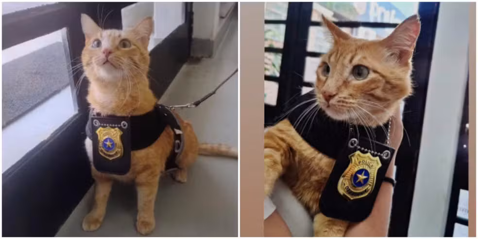 O gatinho B.O atua como mascote da Delegacia de Defesa da Mulher em São João da Boa Vista (SP)