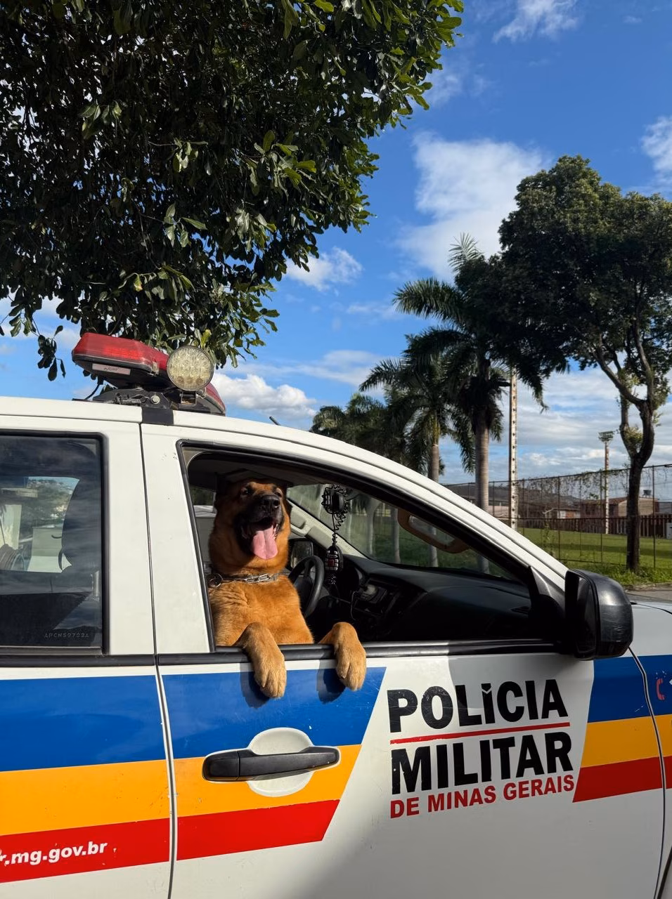 Segundo a Polícia Militar, Lion não era apenas um cão de serviço, mas também um protetor e membro da família do 14º BPM, deixando um legado de coragem e dedicação