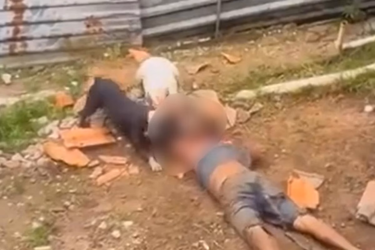 Pitbulls são de parentes da vítima, que mora na zona leste, e eles podem ser responsabilizados por negligência na guarda de animais perigosos