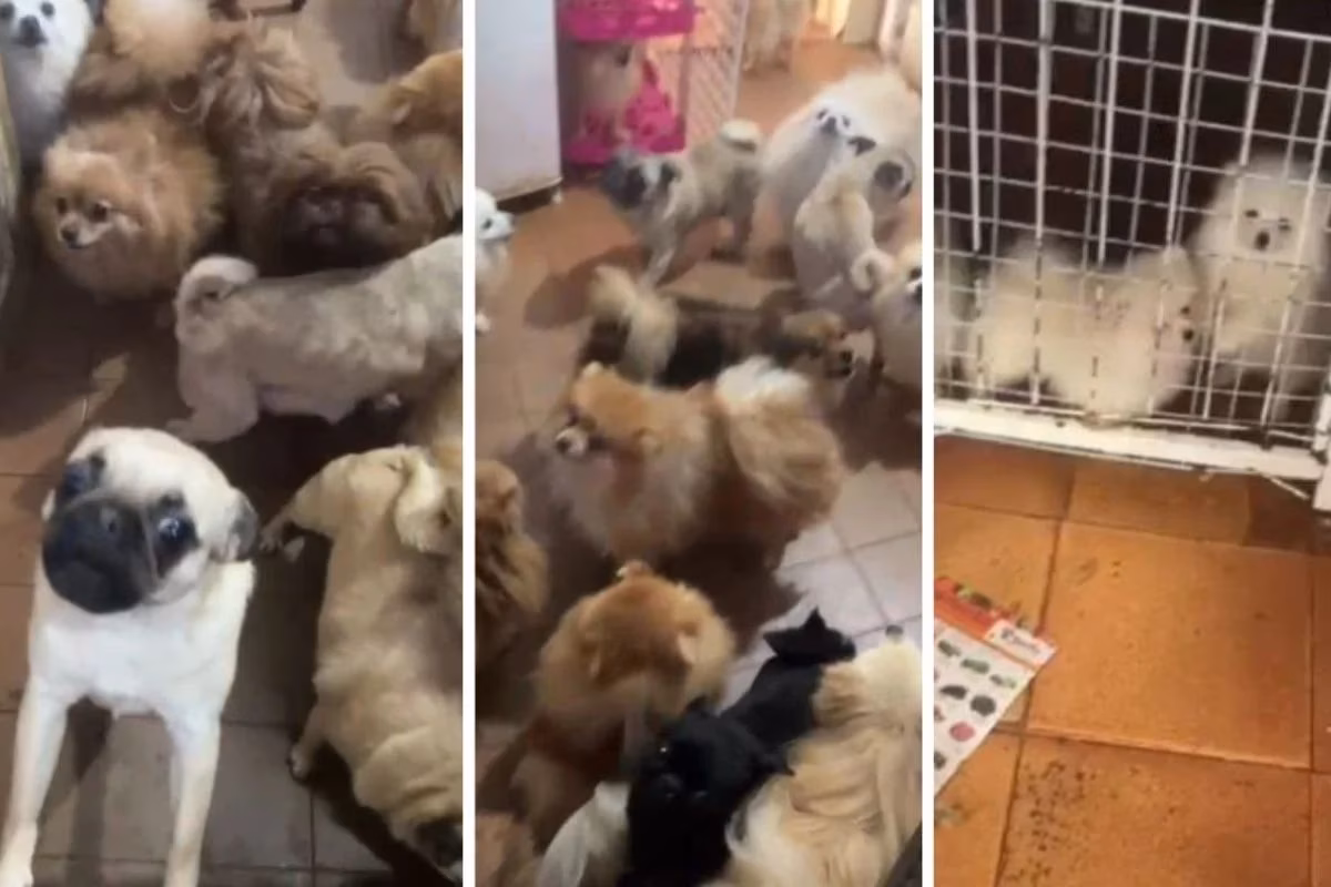 Animais foram encontrados em situação insalubre dentro da casa; segundo a polícia, os cães eram mantidos para reprodução