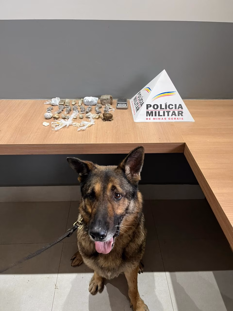 Cão farejador Aquiles em ação