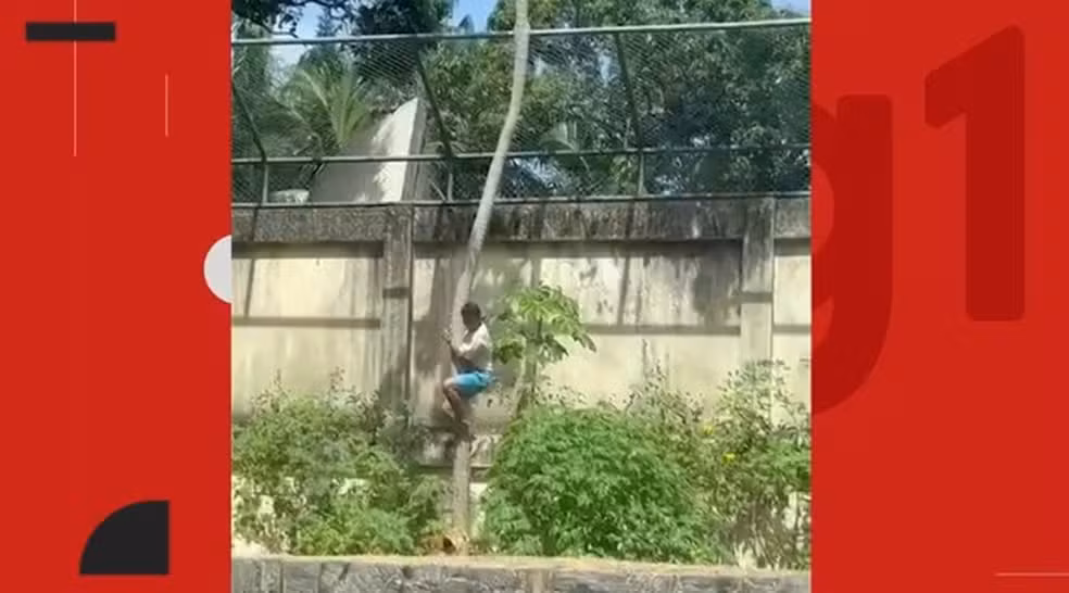 Leoa mata homem que invadiu sua jaula em zoológico de João Pessoa