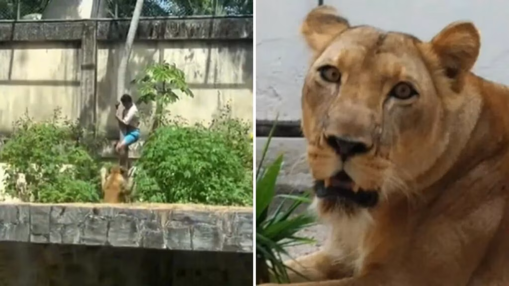 Homem morre após ataque de leoa em zoológico de João Pessoa Fotos