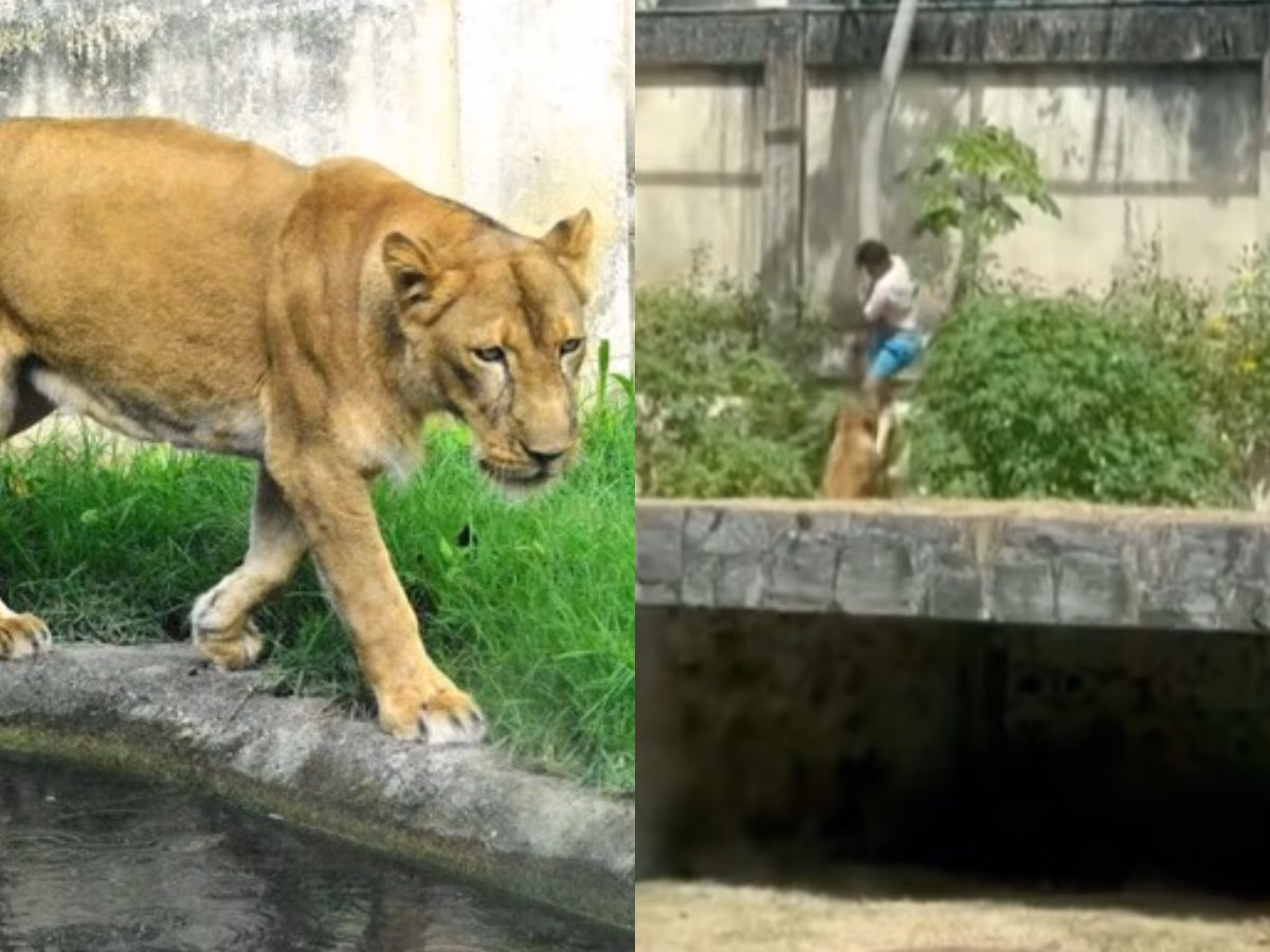 Parque onde homem morreu ao entrar na jaula de uma leoa permanece fechado por tempo indeterminado